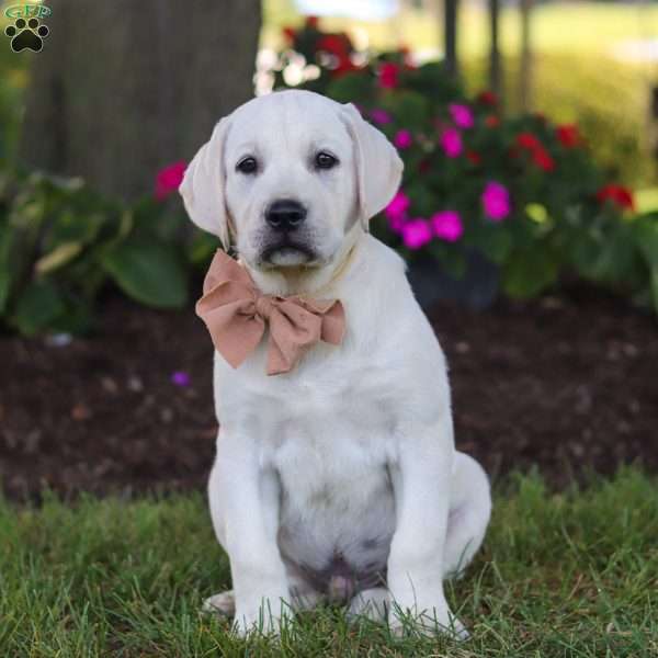 Bennie, Yellow Labrador Retriever Puppy